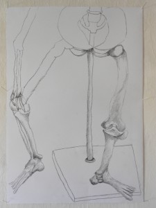 skeleton-study feet, Bleistift 63 x 44 cm                                                     