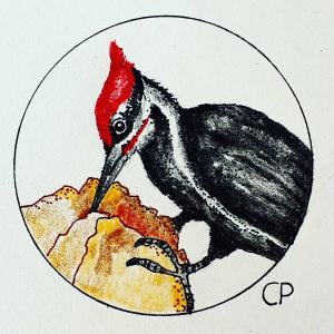 Woodpecker         