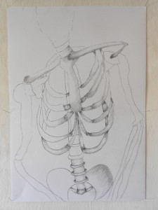 skeleton-study body, Bleistift 63 x 44 cm                                                     