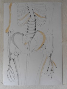 skeleton-study 2 body, Bleistift 63 x 44 cm                                             