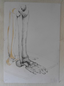 skeleton-study 2 feet, Bleistift 63 x 44 cm                                            
