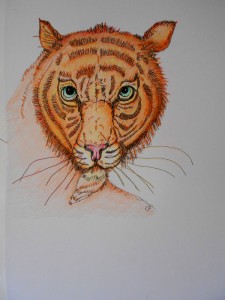 Tiger illustration                           